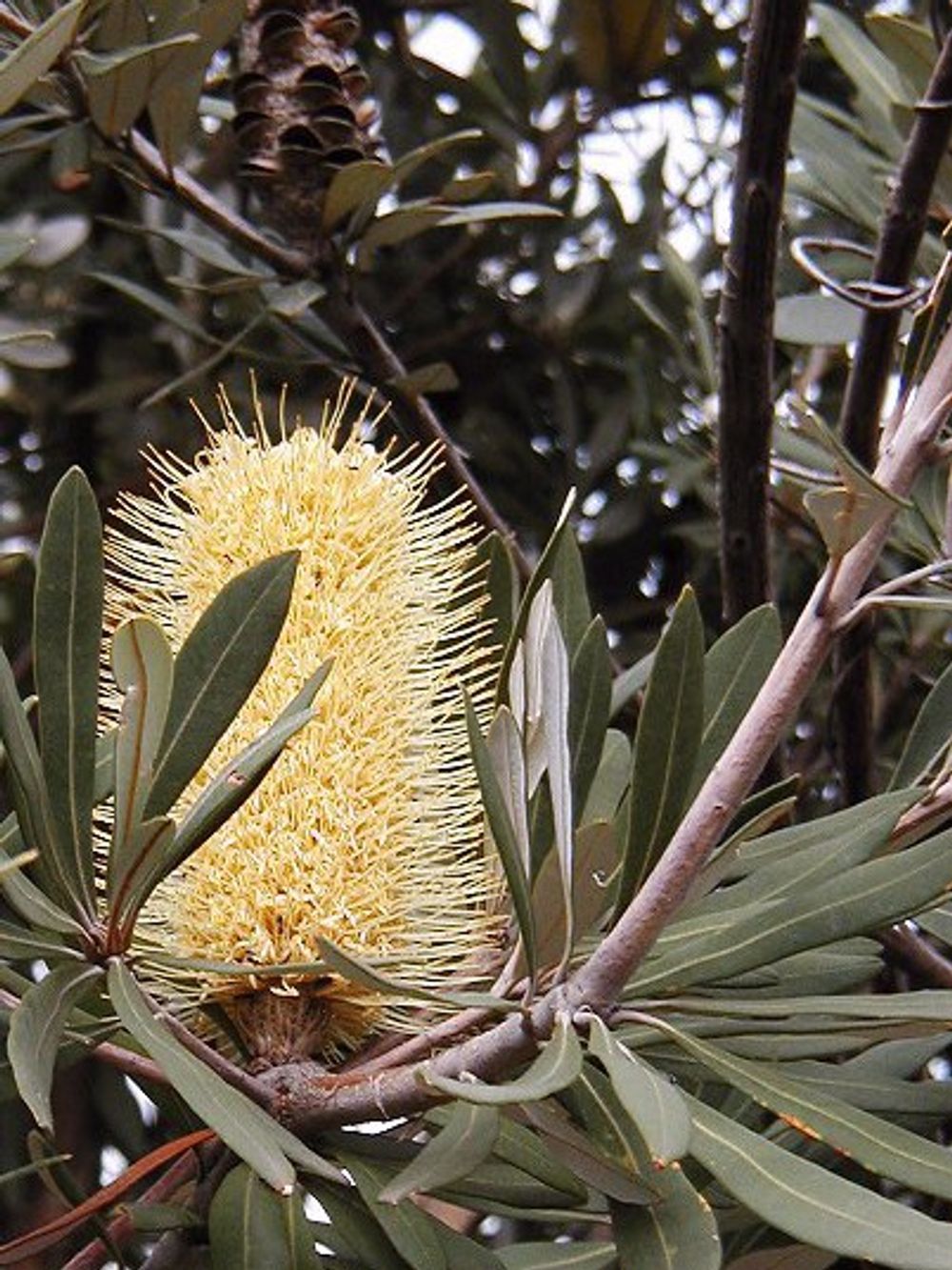BANKSIA INTEGRIFOLIA (14CM)