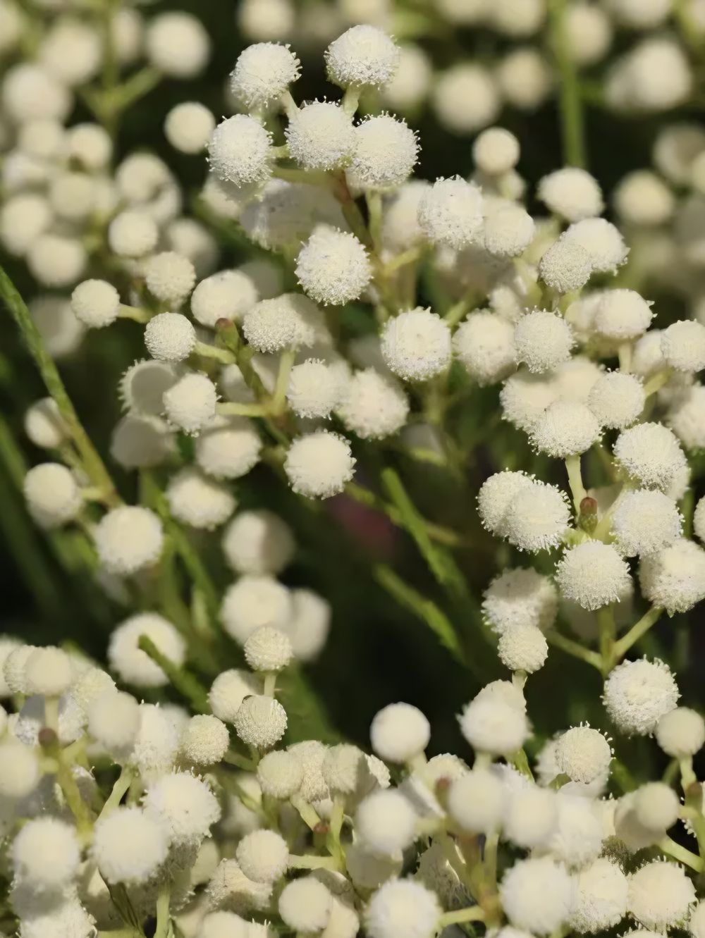 Berzelia Buttonbush Snow (14cm)