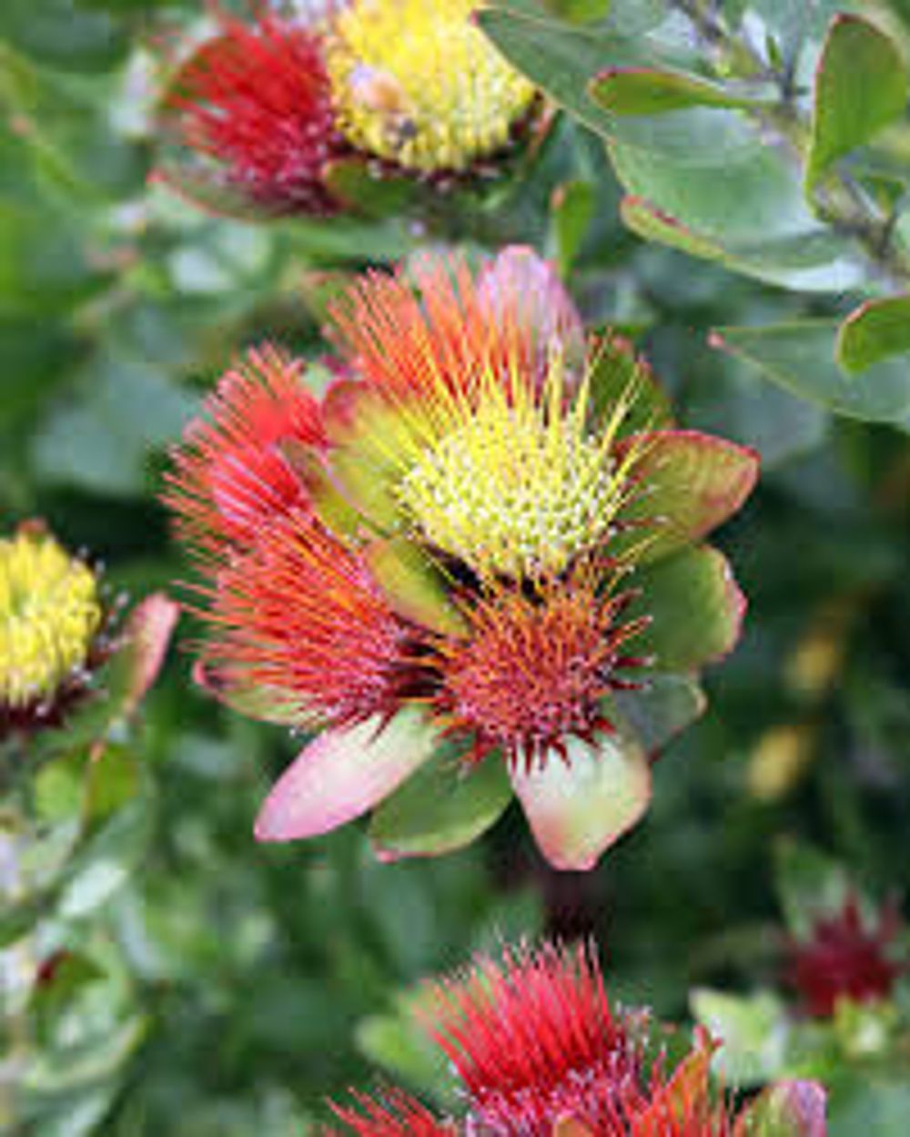 Leucospermum oleifolium Calipso Red (14cm)