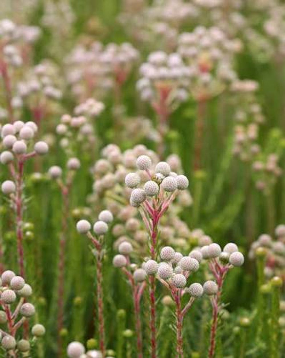 Berzelia Buttonbush Rose (14cm)