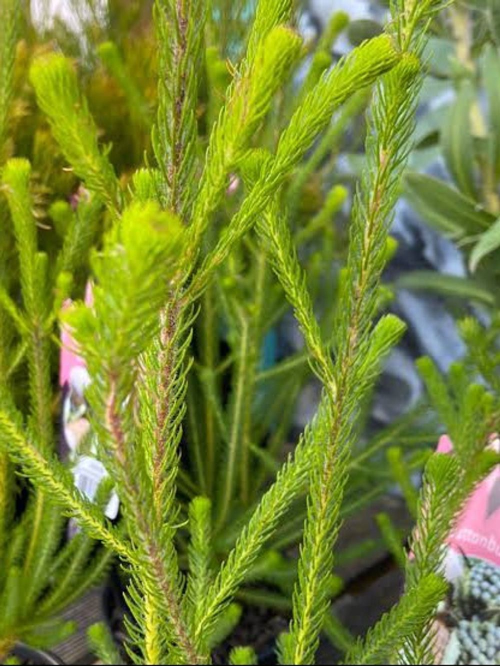 Brunia albiflora Lime (14cm)