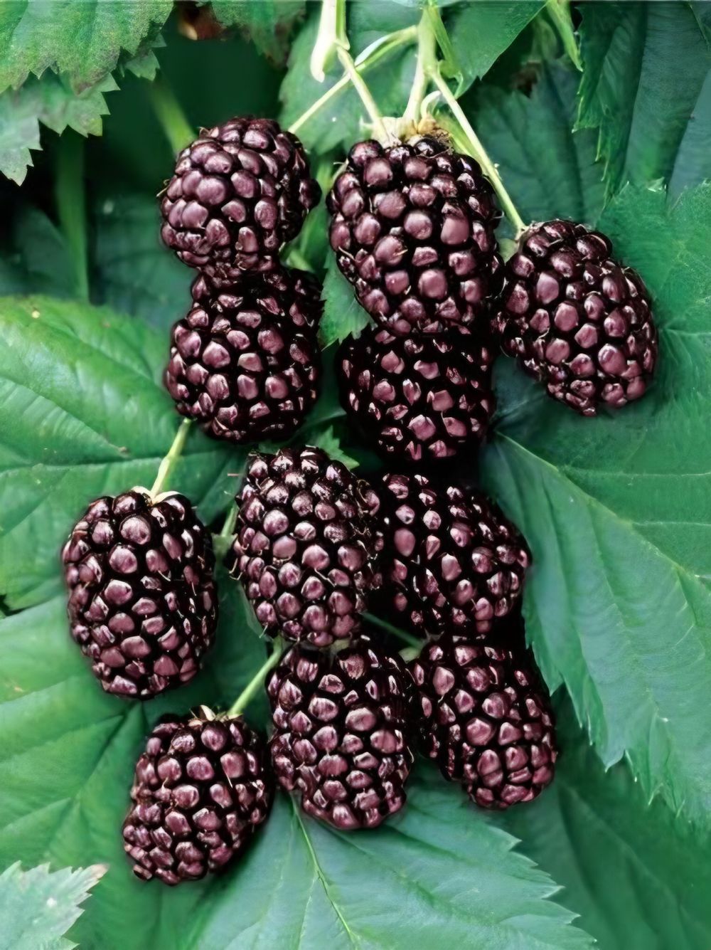 Youngberry (20cm)