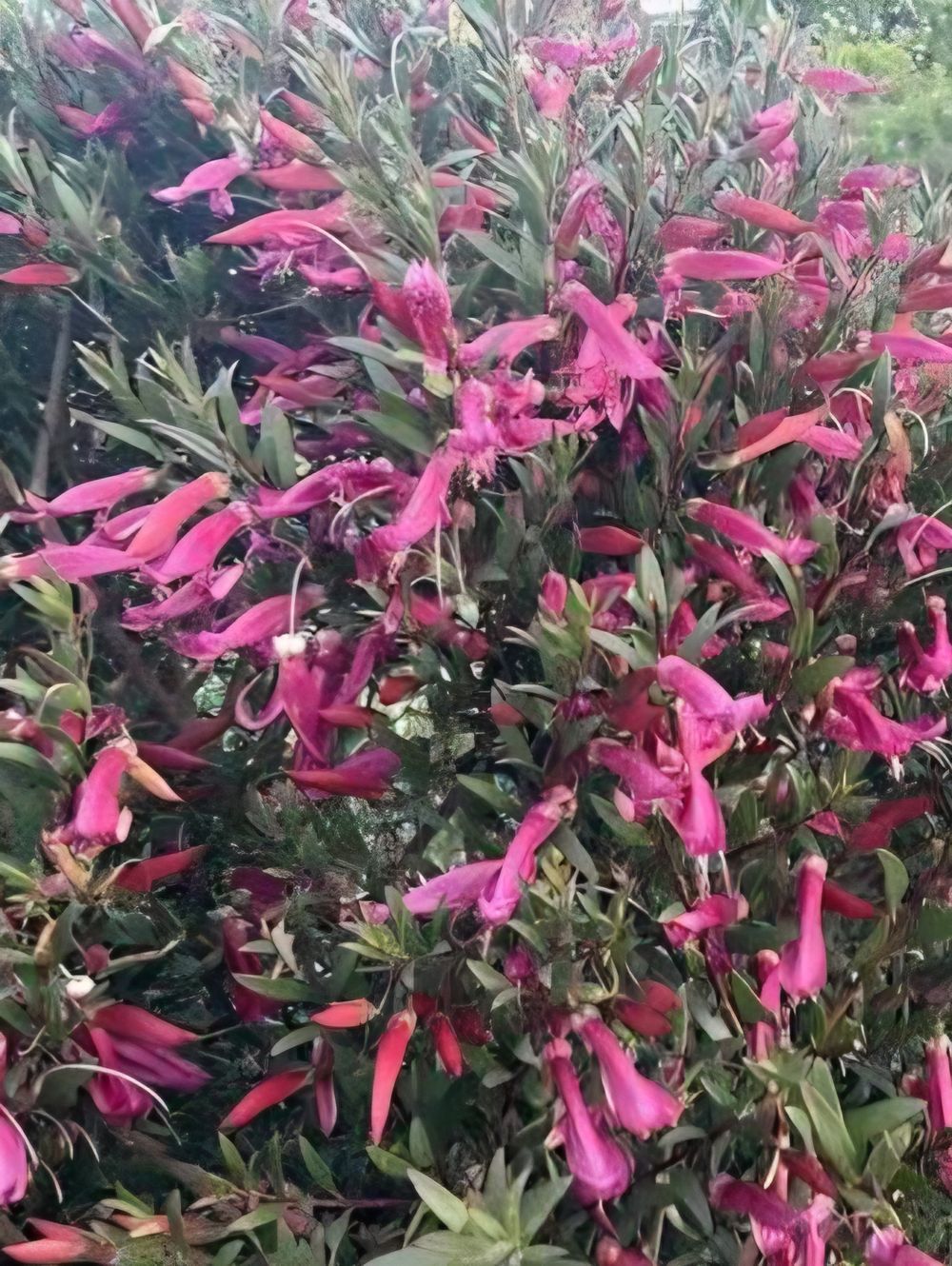 Eremophila hybrid Thriver PBR (14cm)