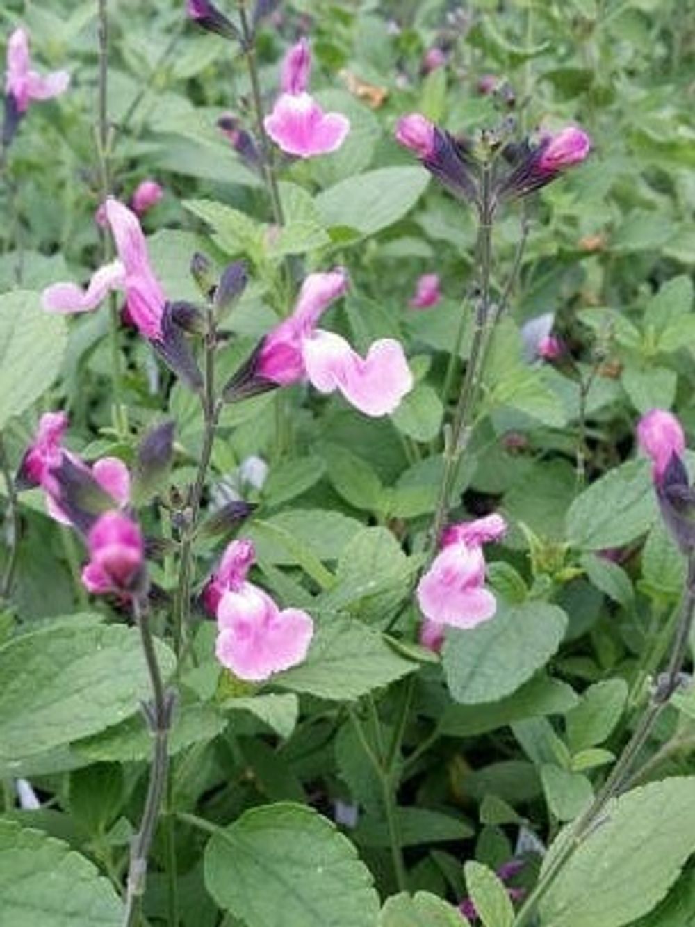 SALVIA ANGEL WINGS (14CM)