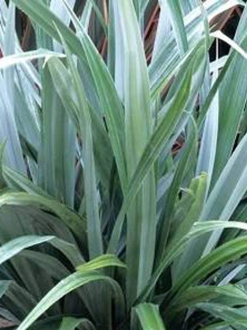 ASTELIA SILVER SPEARS (17CM)