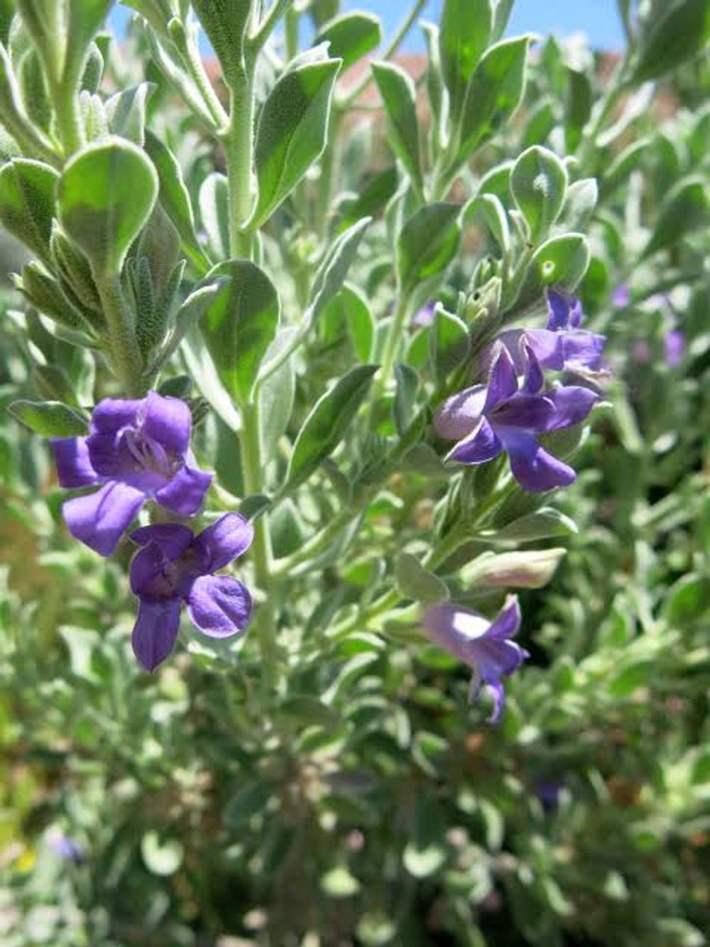 EREMOPHILA HYDROHANA(14CM)