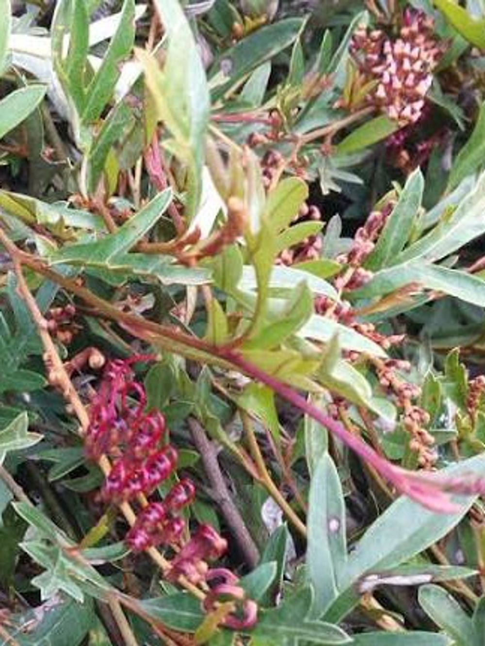 GREVILLEA AUSSIE CRAWL (20CM)