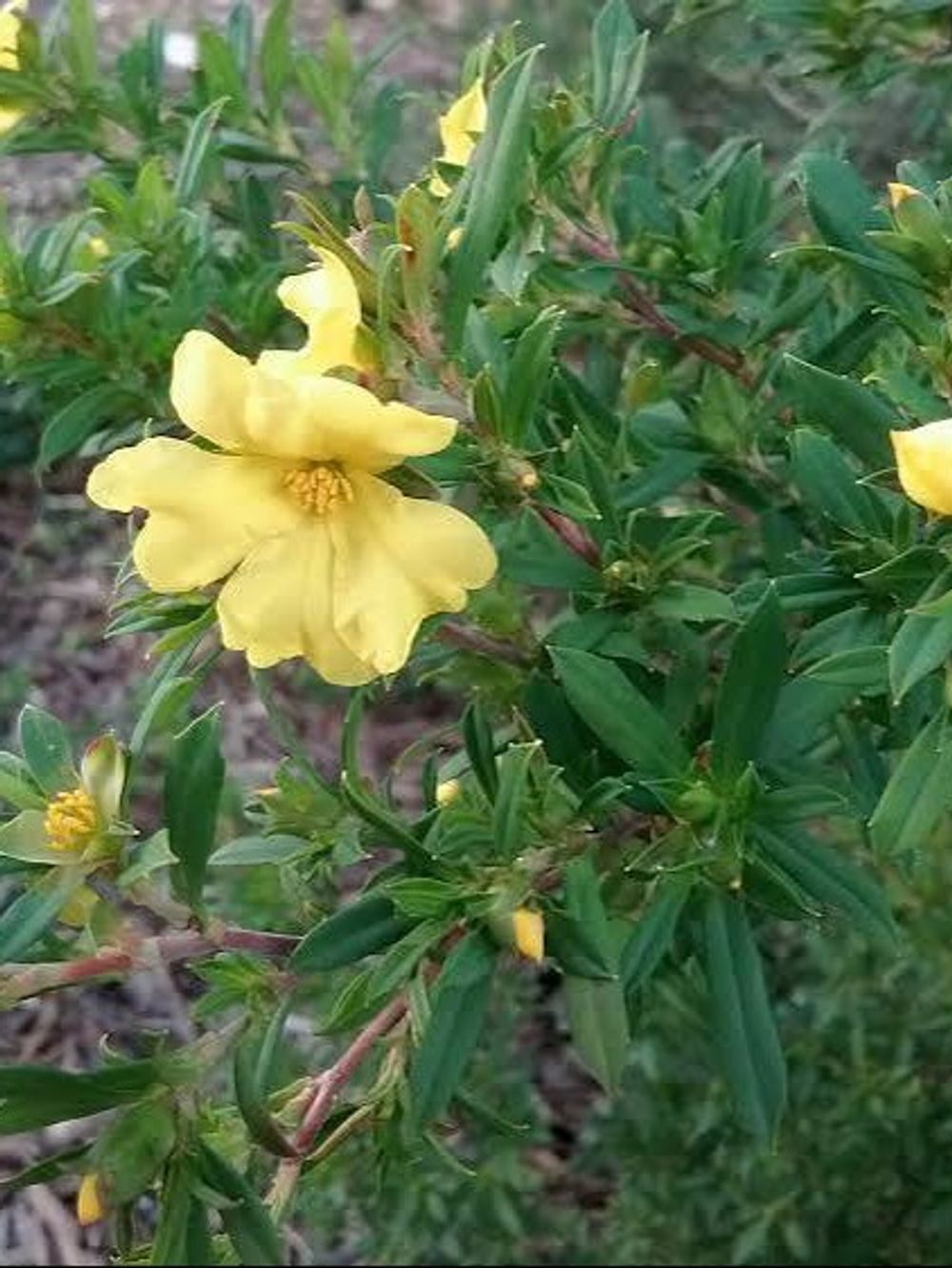HIBBERTIA CUNEIFORMIS (14CM)
