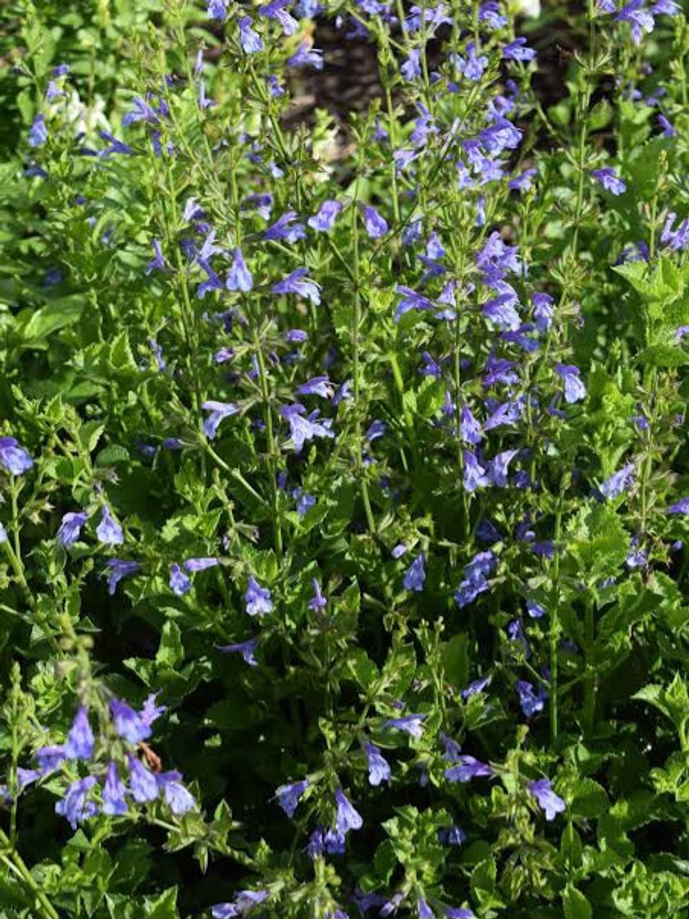SALVIA AFRICAN SKY (14CM)