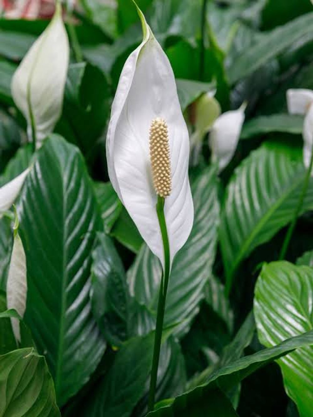 SPATHIPHYLLUM PEACE LILY 18CM