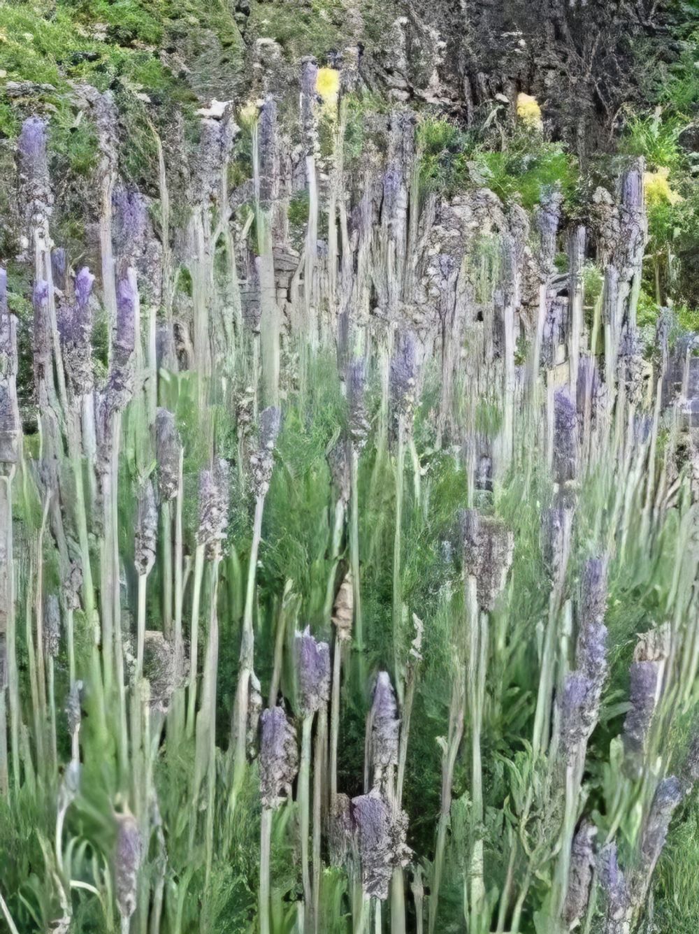 Lavandula dentata Ploughman's Blue (14cm)