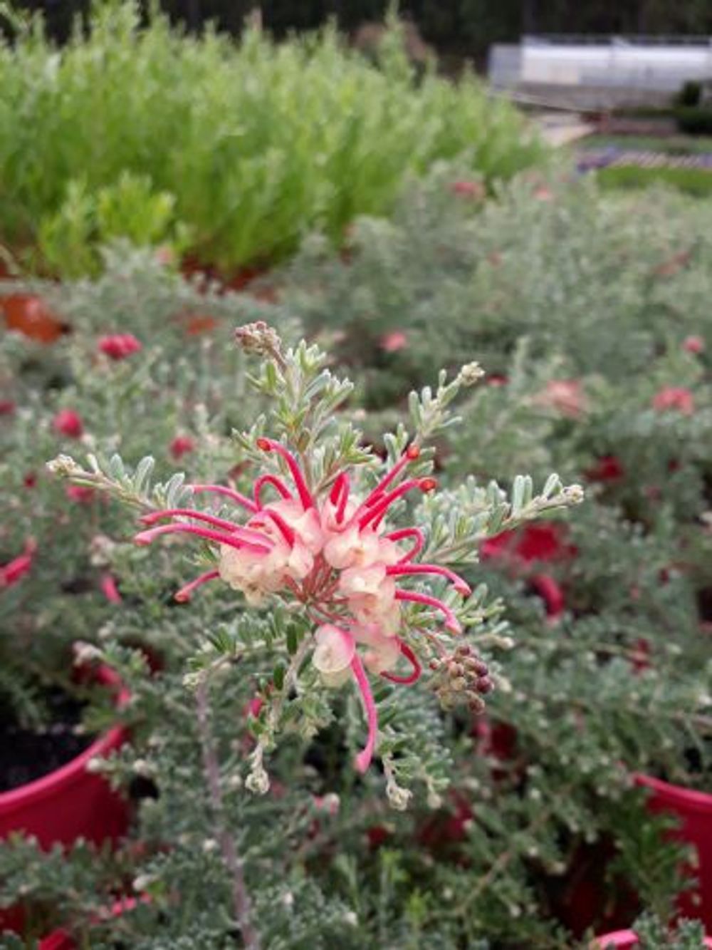 GREVILLEA WINTER WONDER (14CM)