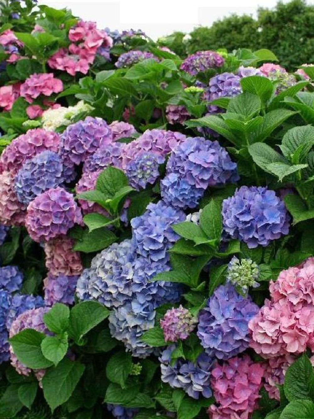 Hydrangea macrophylla Pink Bouquet (17cm)