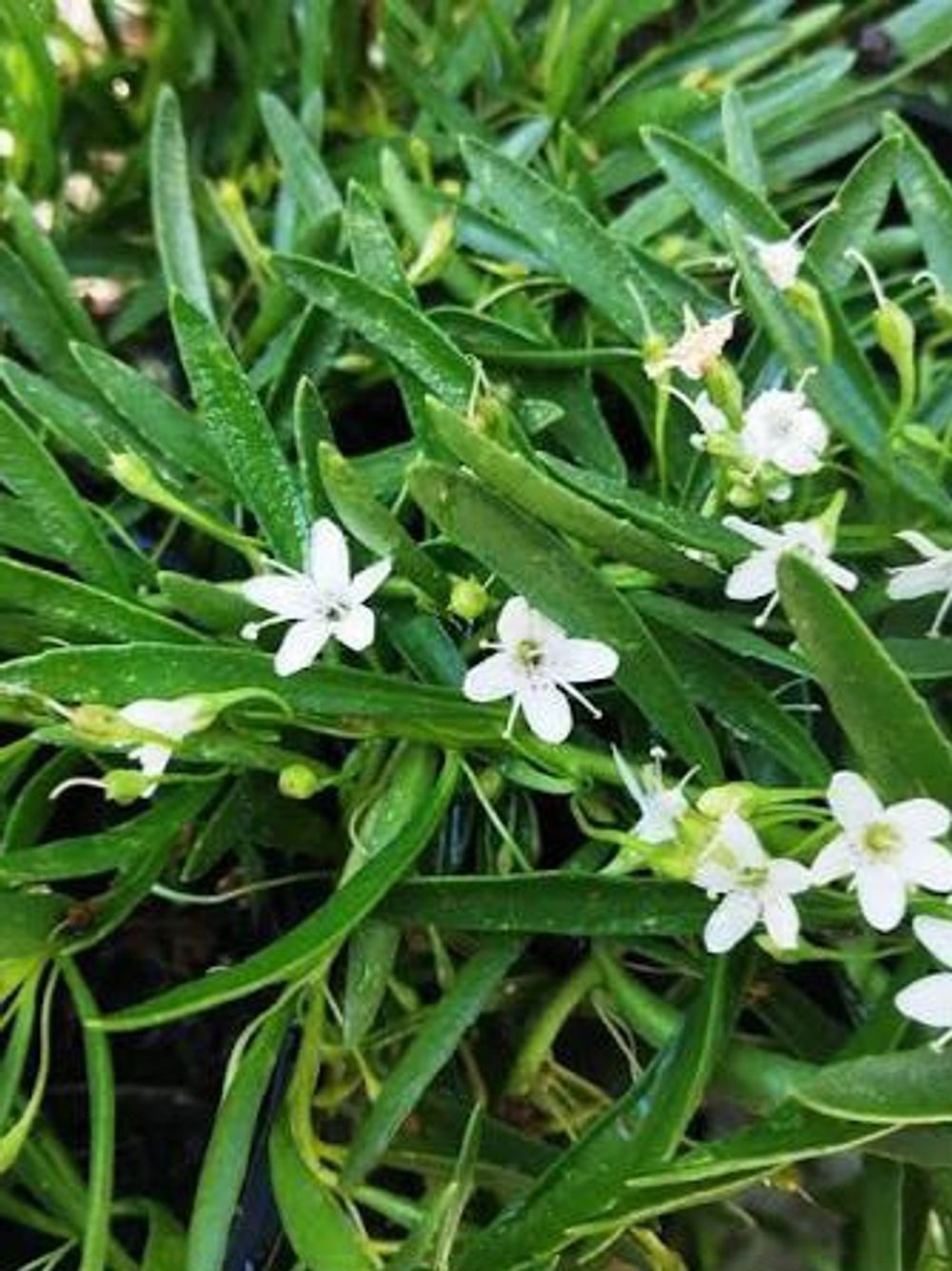MYOPORUM BROAD LEAF (14CM)