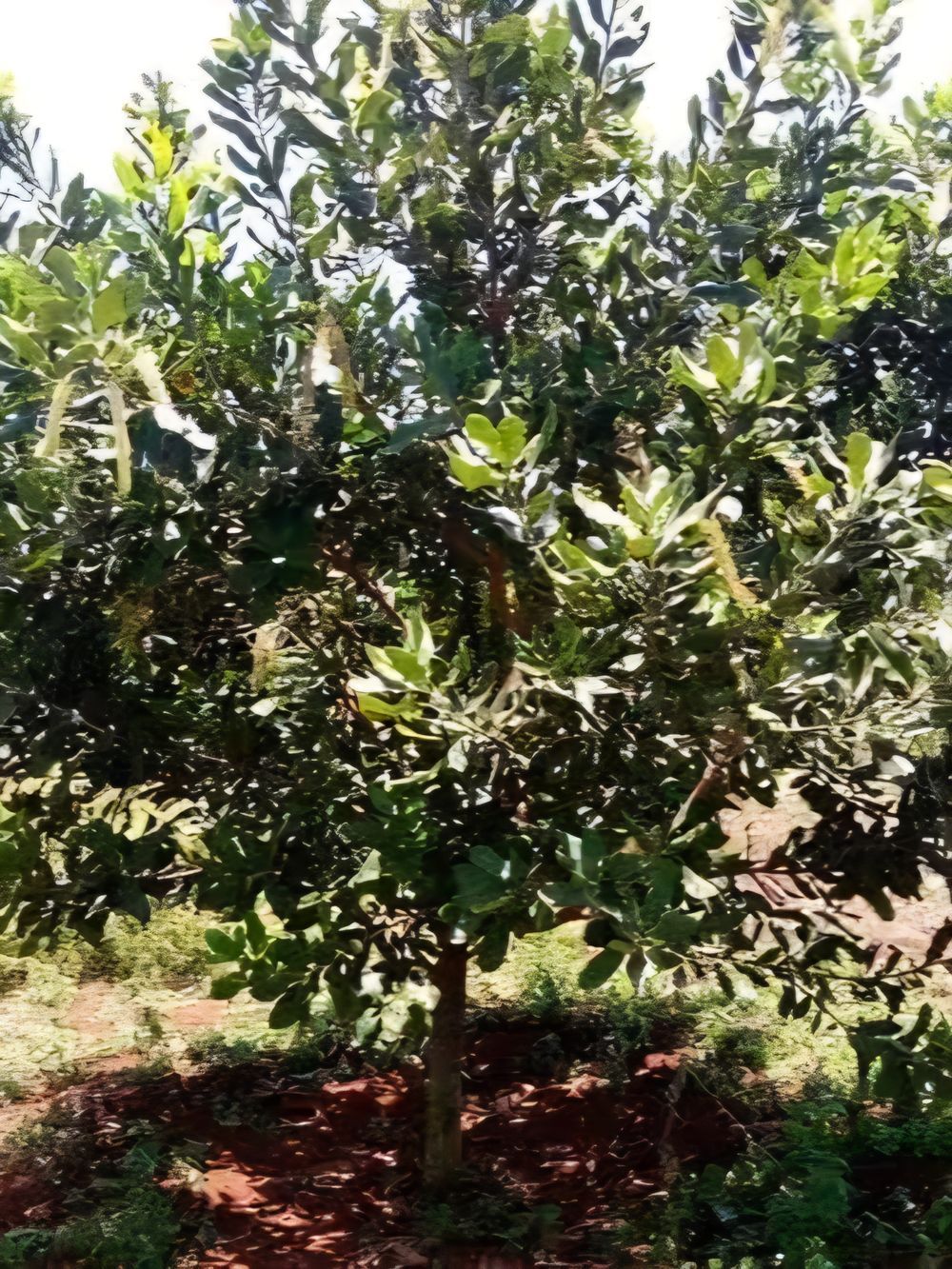 Macadamia 203 (Grafted) (25lt)