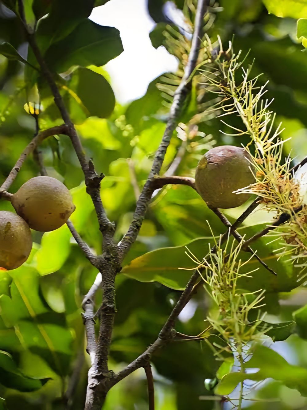 Macadamia A38 (Grafted) (25lt)