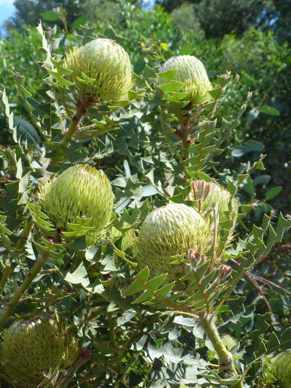 BANKSIA BAXTERI (14CM)