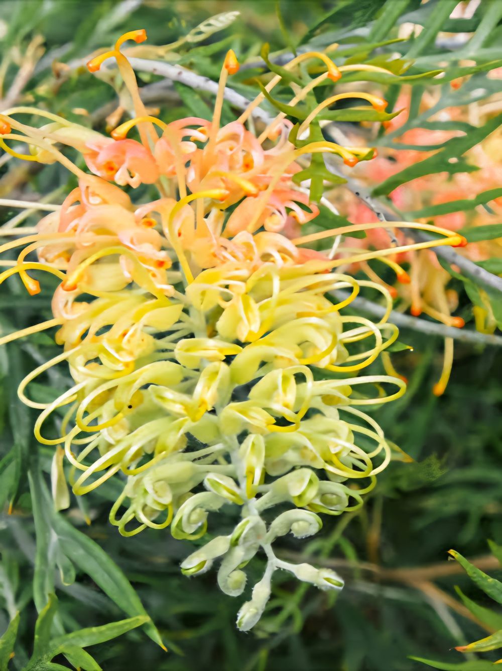 GREVILLEA LEMON BABY (14CM)