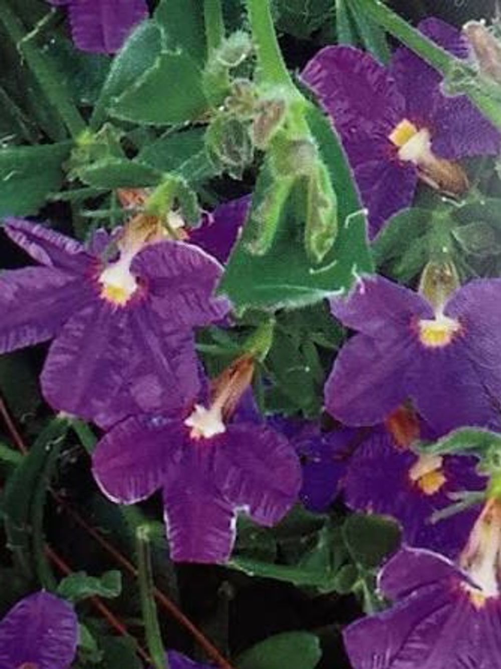 SCAEVOLA JUST CLASSY (14CM)