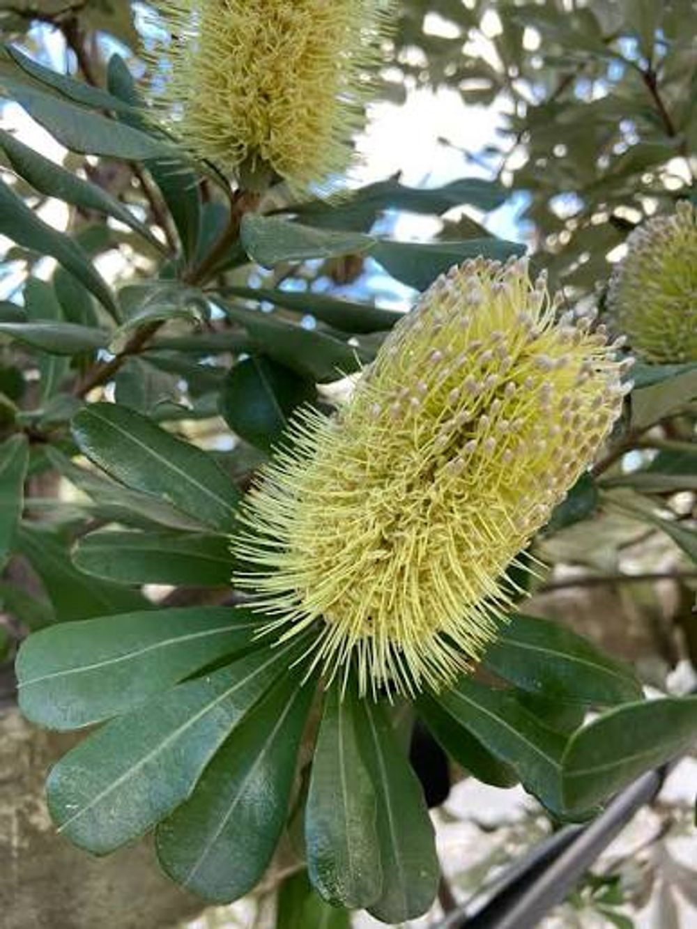 Banksia integrifolia coastal (25lt)