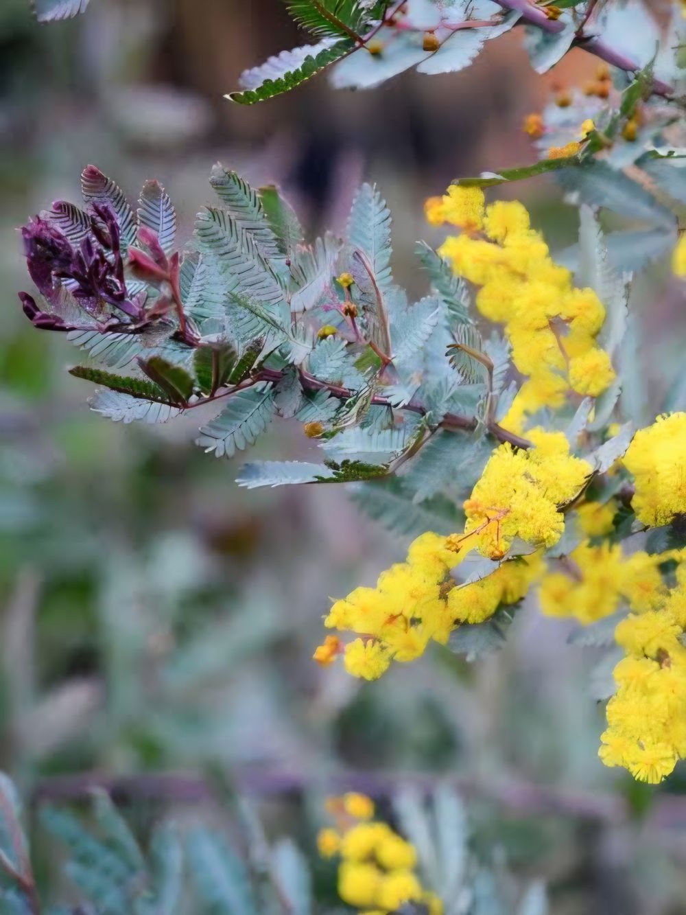 Acacia baileyana Purpurea (6ltr)
