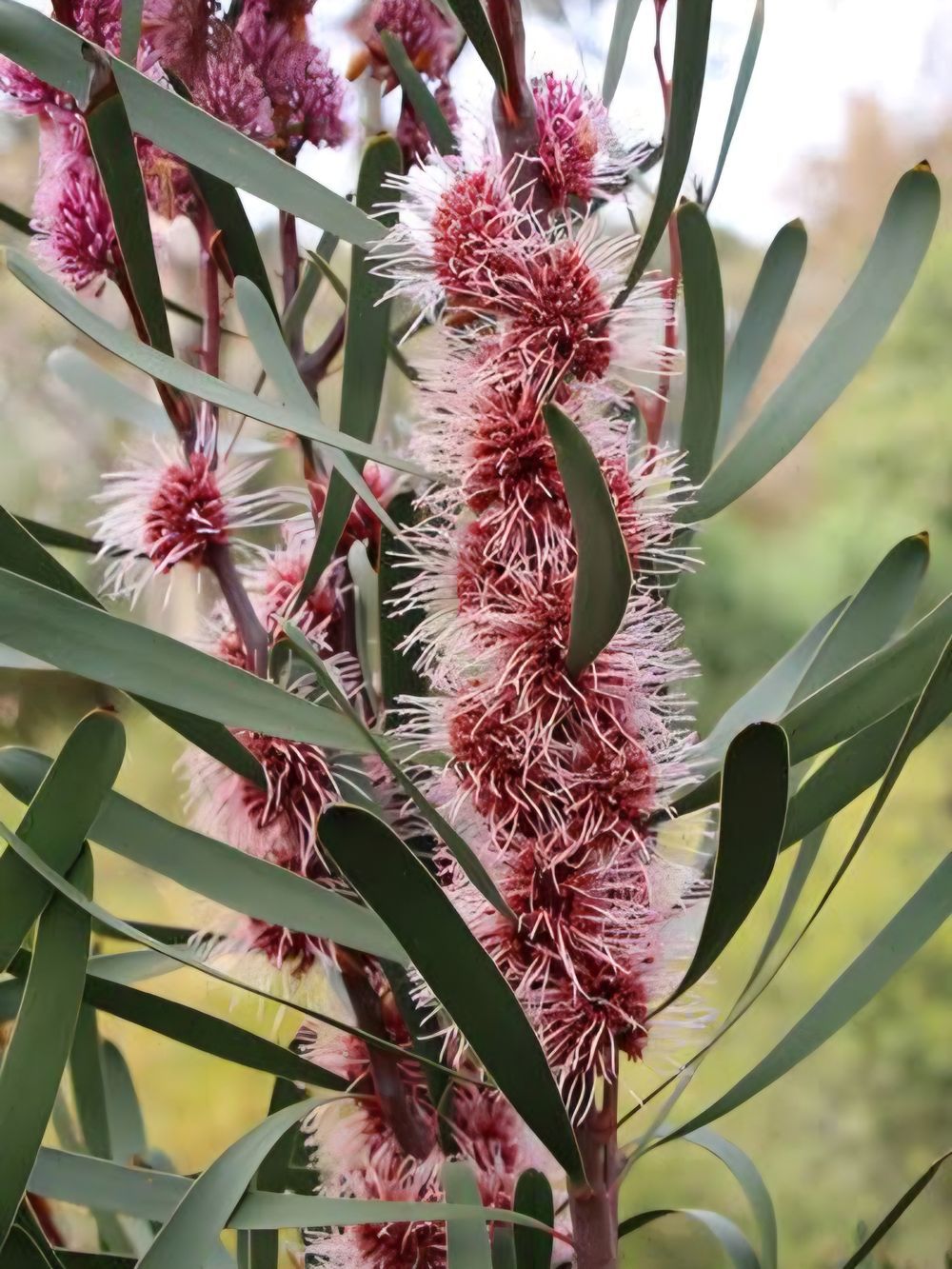 Hakea Multilineata (14cm)