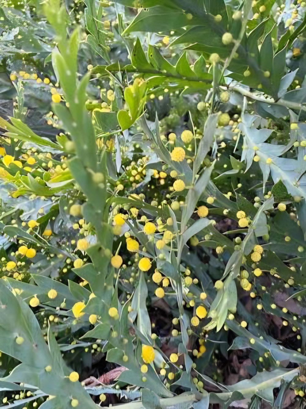 Acacia glaucoptera (20cm)