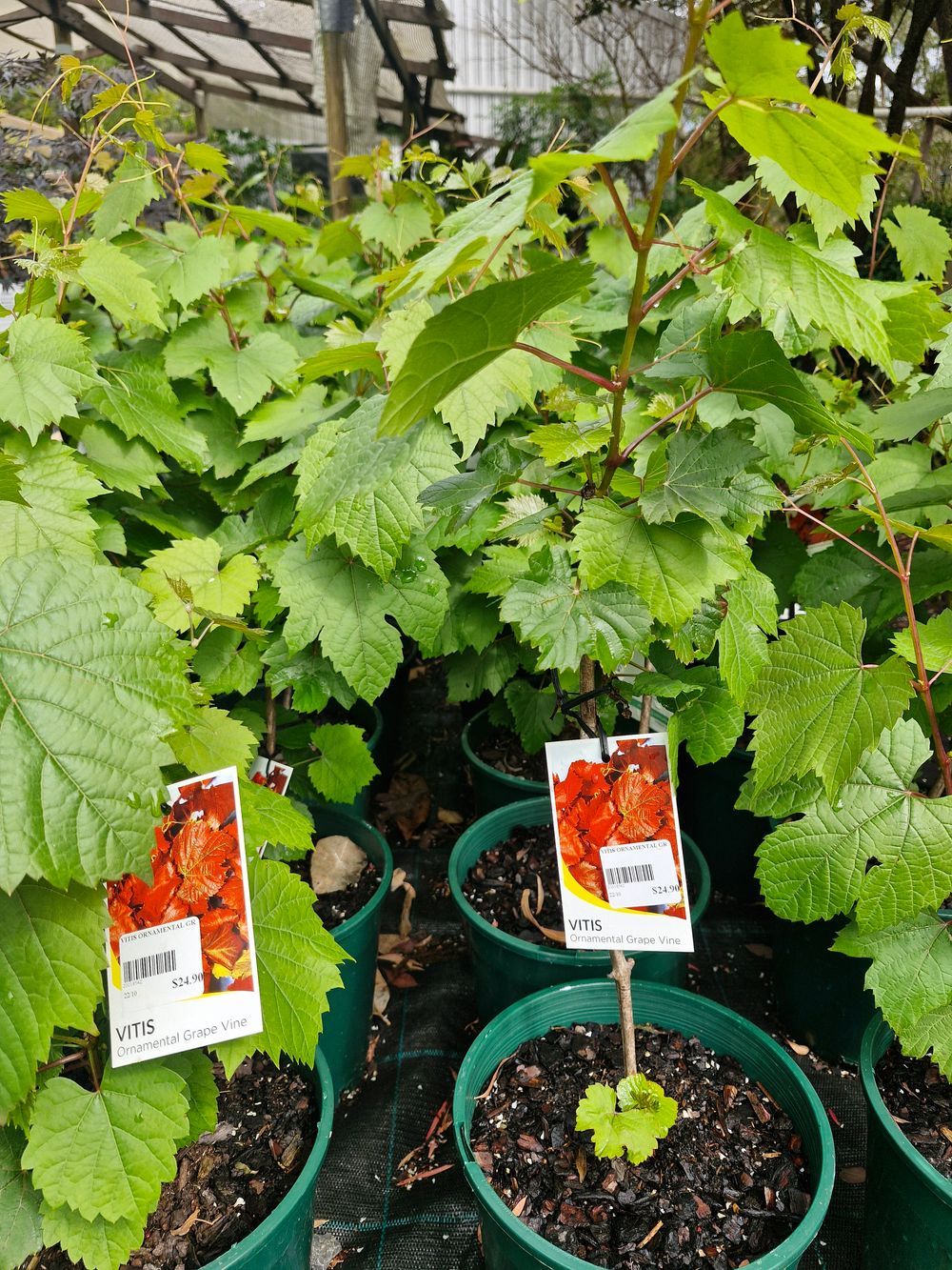 VITIS ORNAMENTAL GRAPE VINE (20CM)