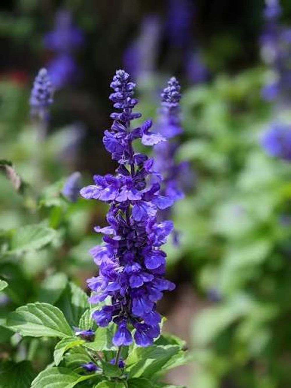 SALVIA MYSTIC SPIRES (14CM)