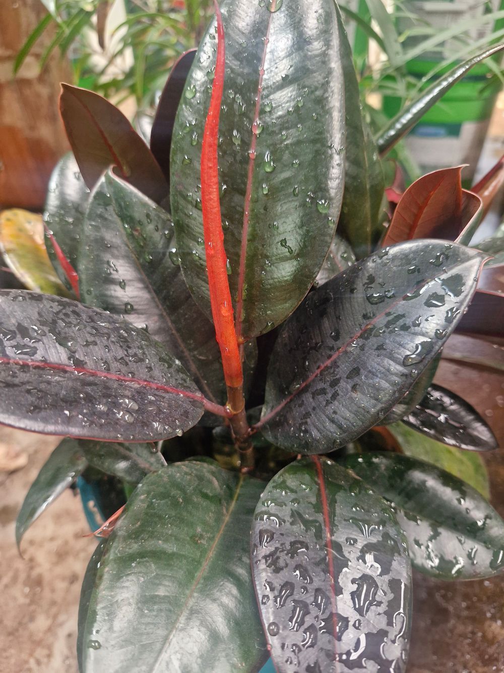 Ficus elastica dwarf (30cm)