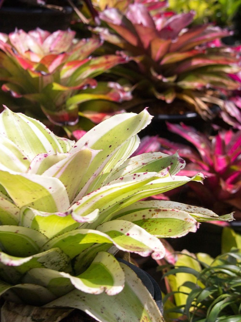 Bromeliad Assorted (17cm)