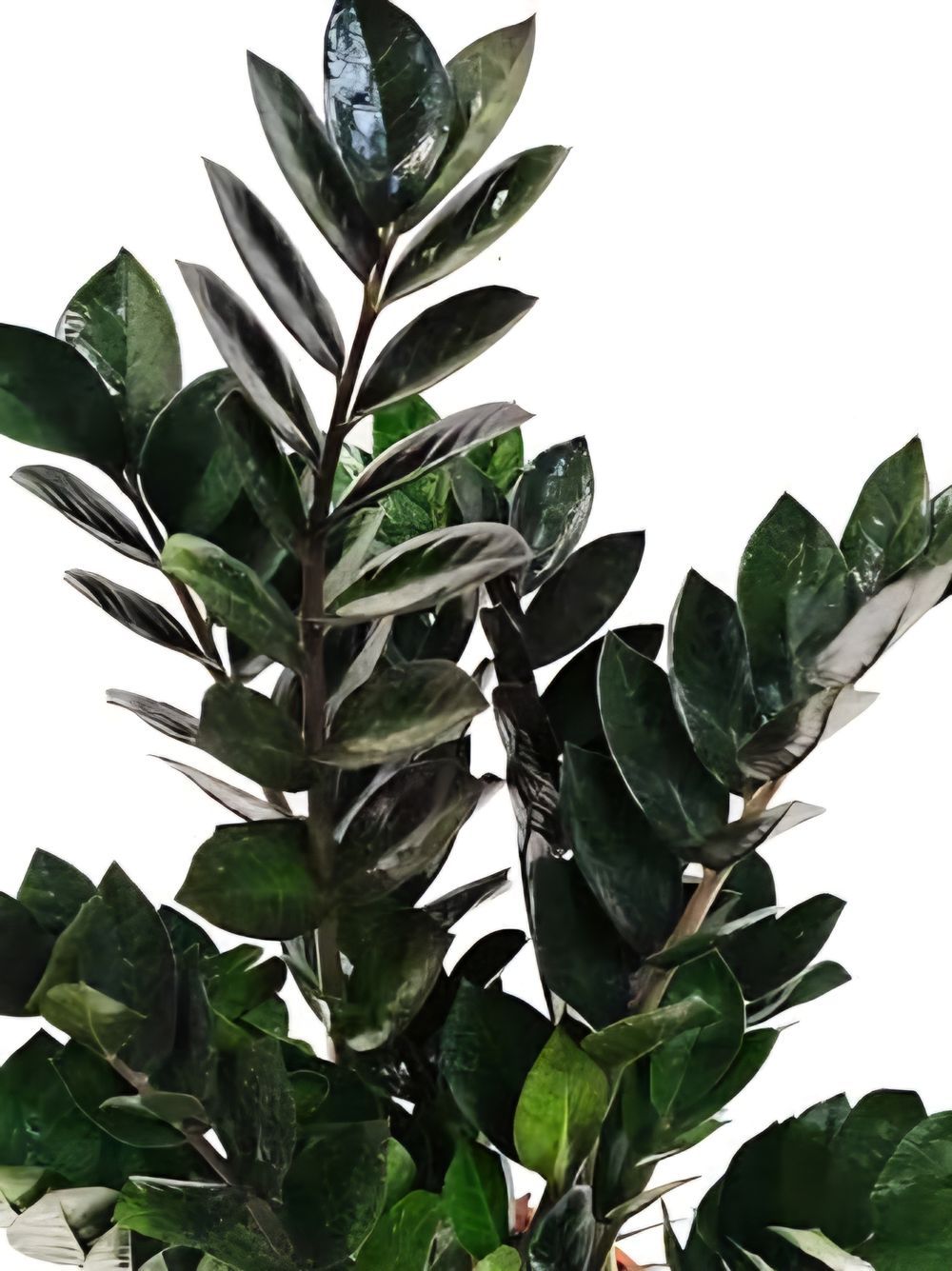 Zamioculcas Dark Zamicro PBR (18cm)