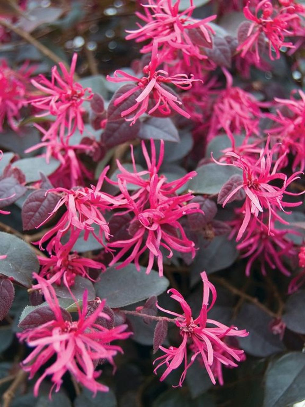 LOROPETALUM PLUM GORGEOUS (17CM)