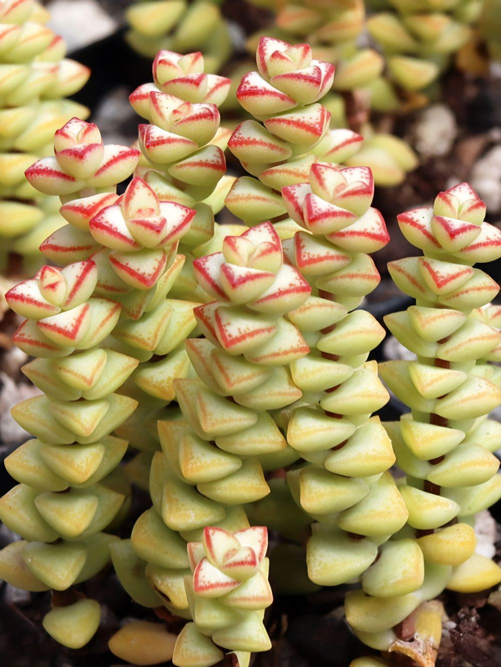Crassula Tom Thumb (14cm)