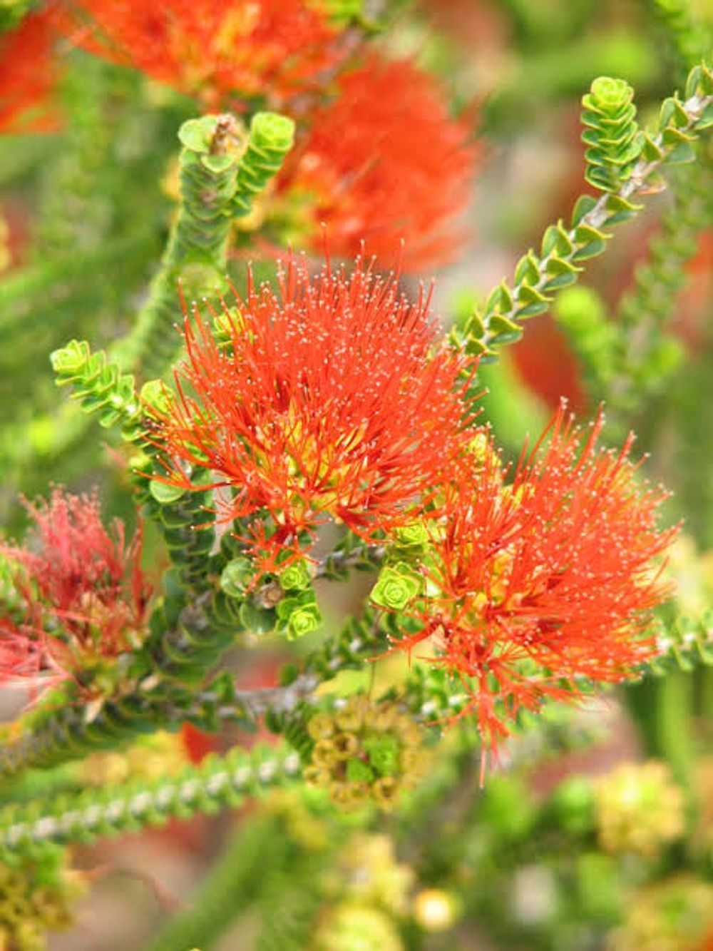 Beaufortia squarrosa Red (14cm)