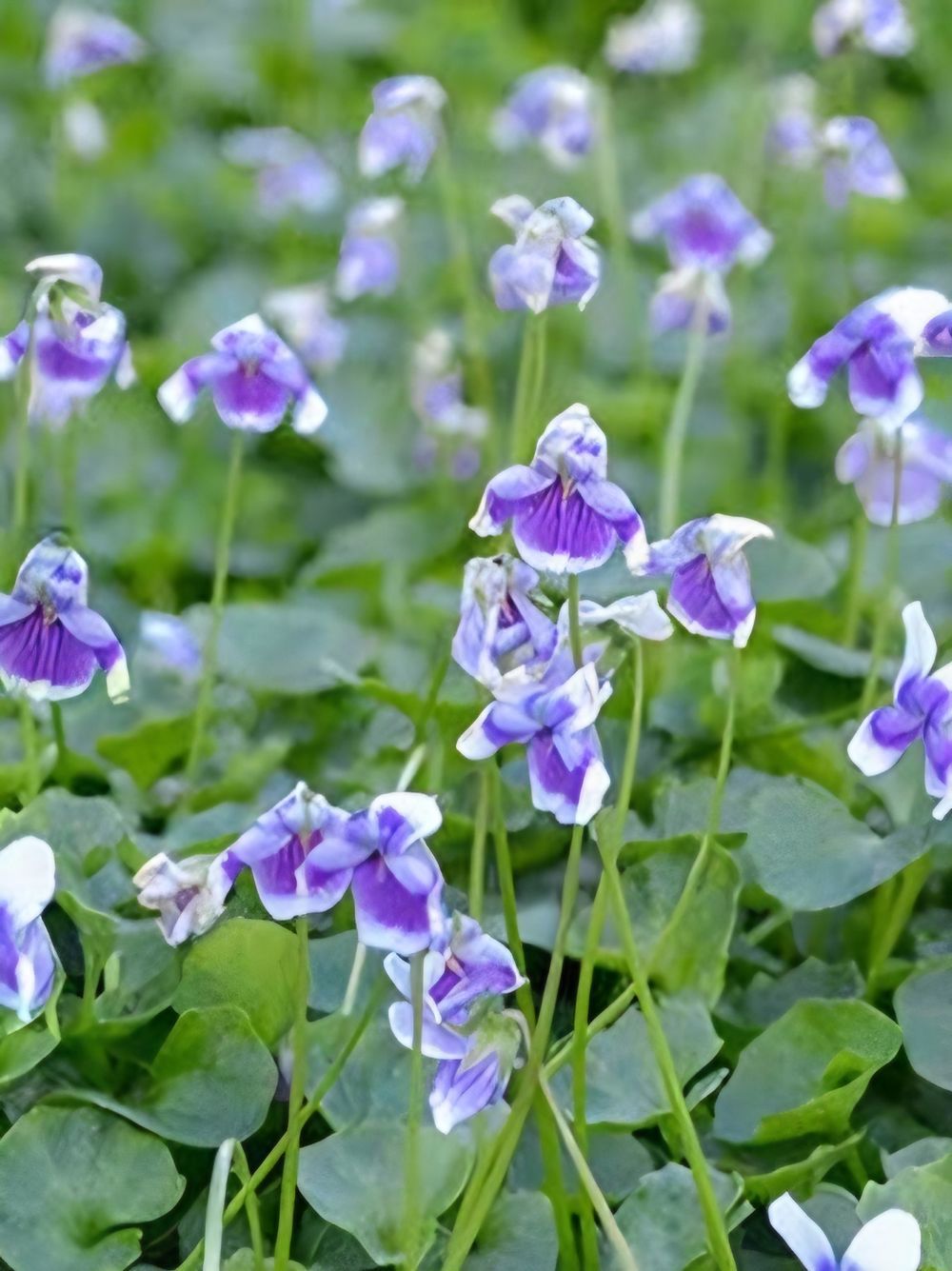 Viola hederacea Baby Blue (14cm)