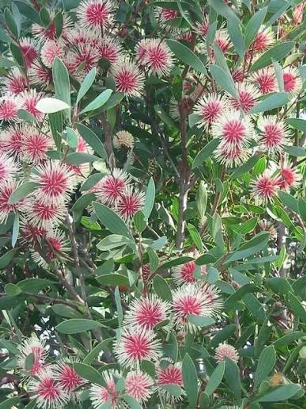 Hakea laurina Pin Cushion (20CM)
