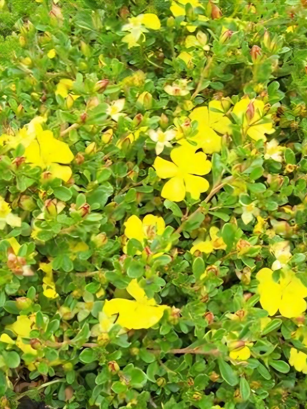 Hibbertia obustifolia (14cm)
