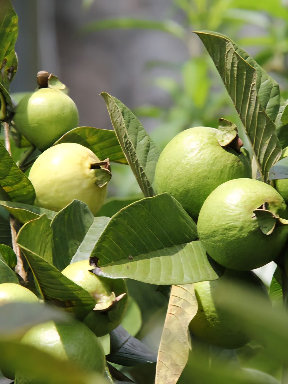 Guava Psidium Hawaiian Pink Guava (6lt)