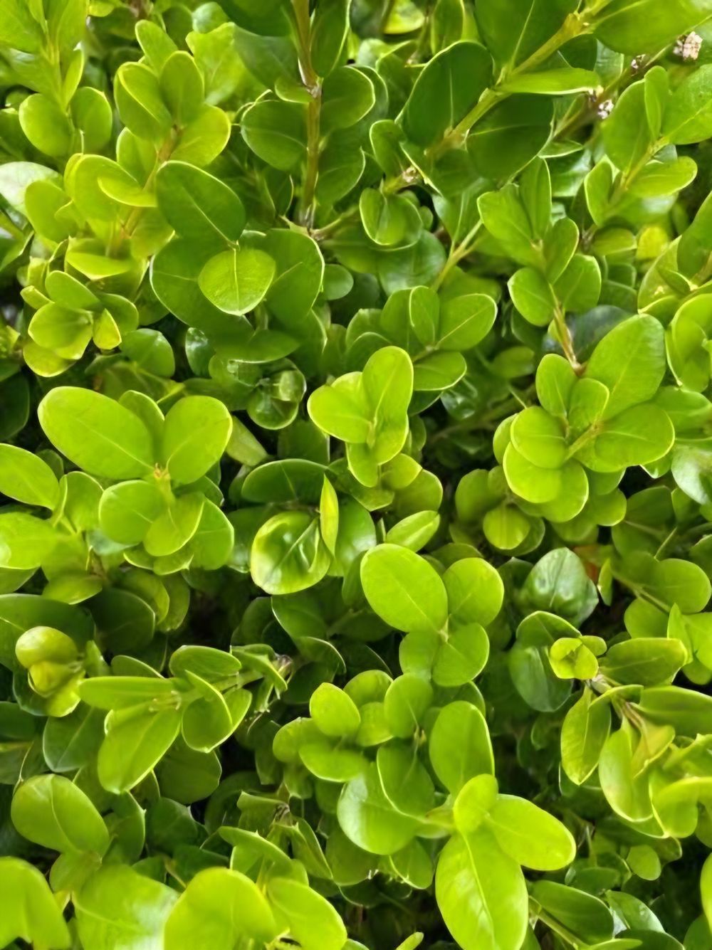 Buxus microphylla Faulkner (14cm)