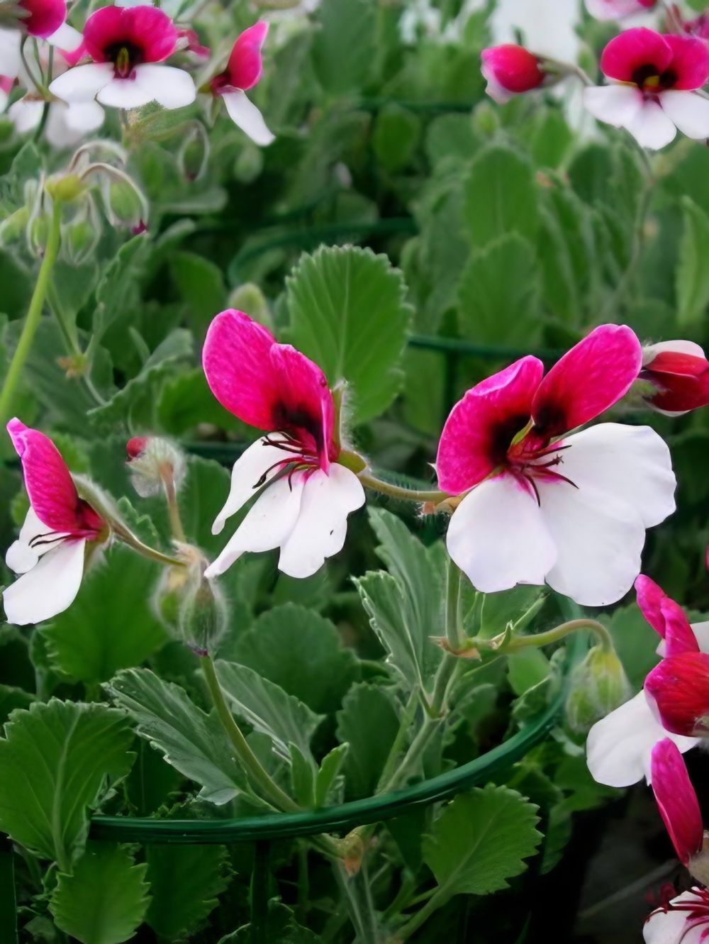 Pelargonium Splendide (14cm)