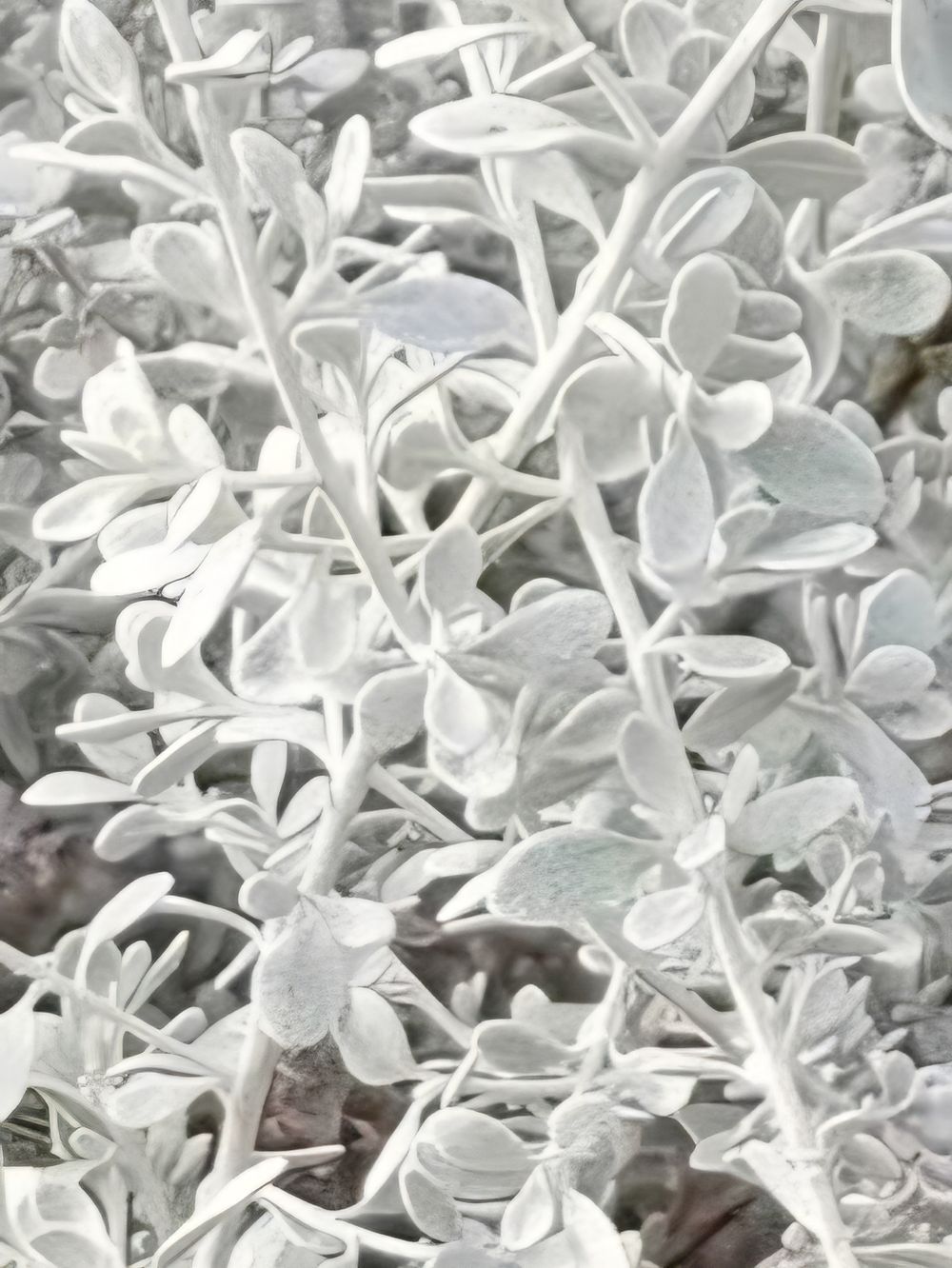 Olearia axillarus Smokie