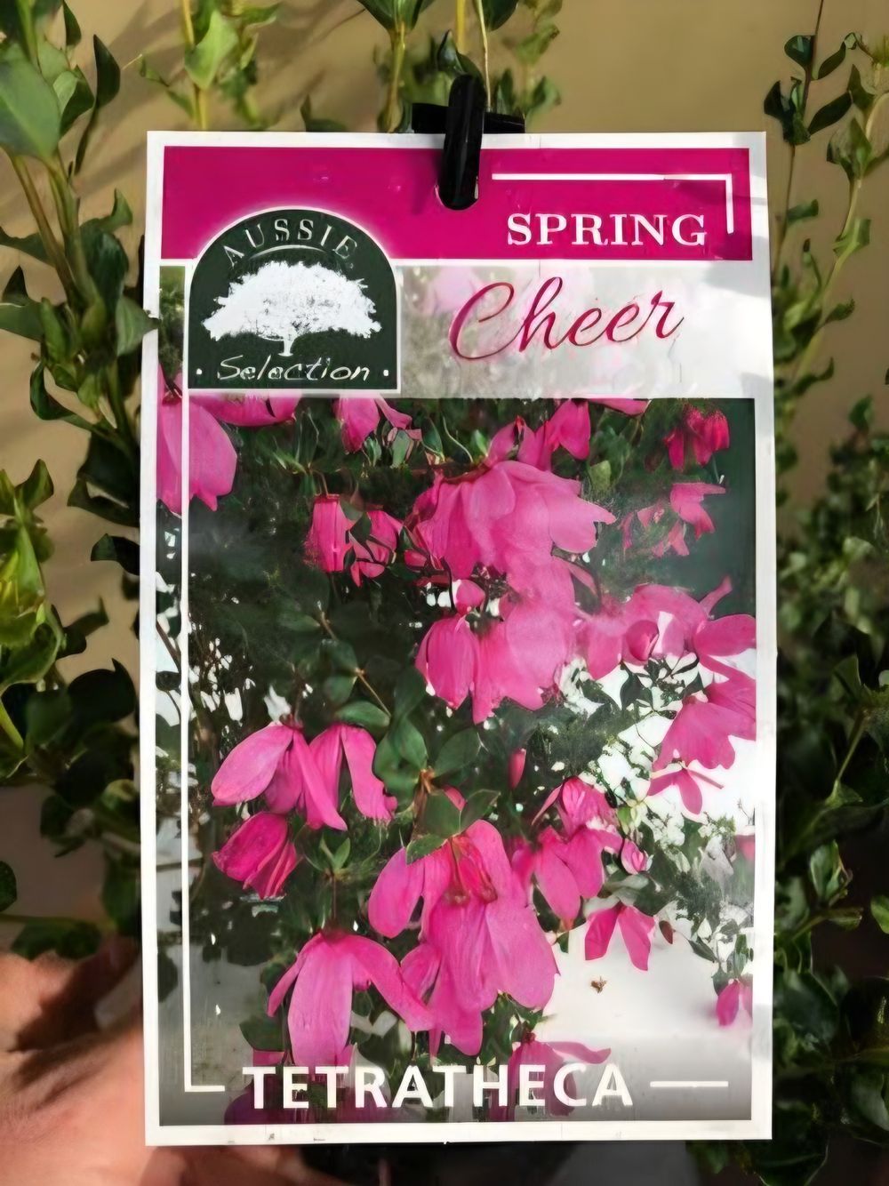 Tetratheca Spring Cheer 14cm