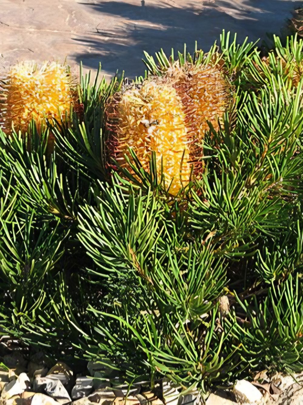 Banksia spinulosa Birthday Candles (20cm)