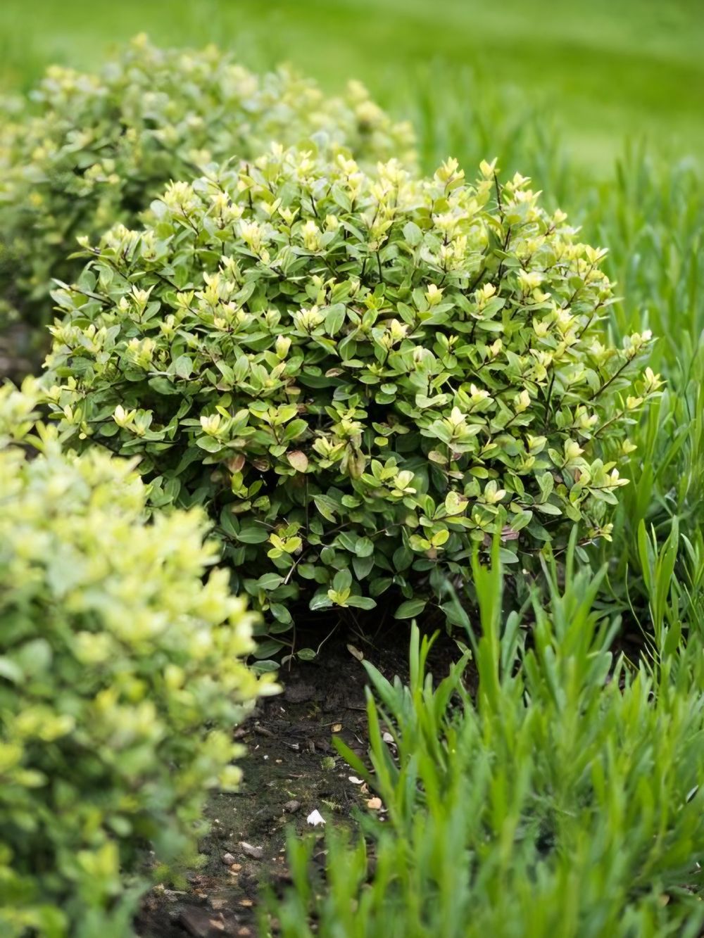 Pittosporum Golf Ball (20cm)
