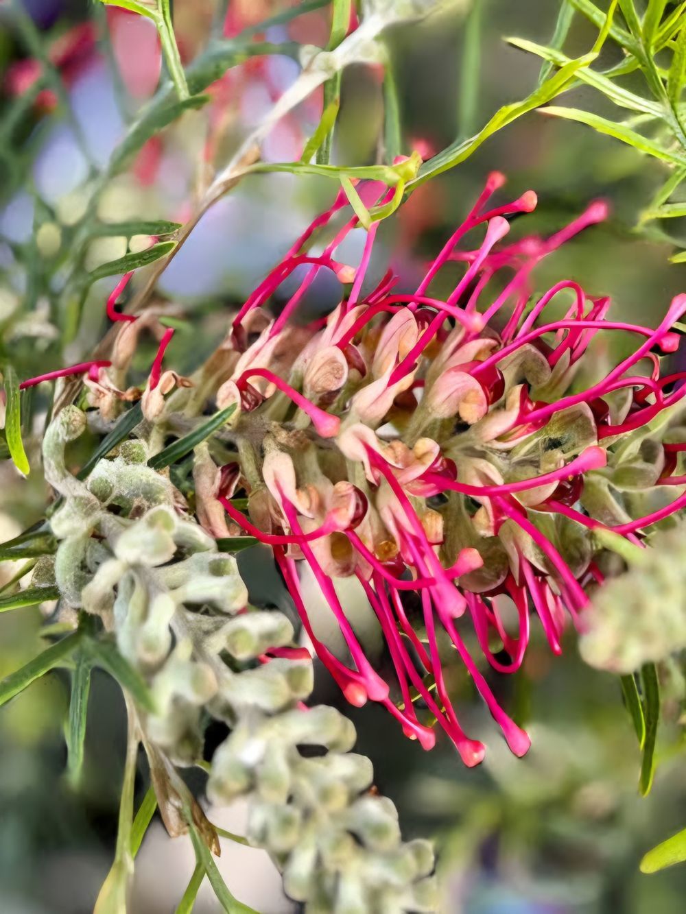 Grevillea Lana Maree 20CM
