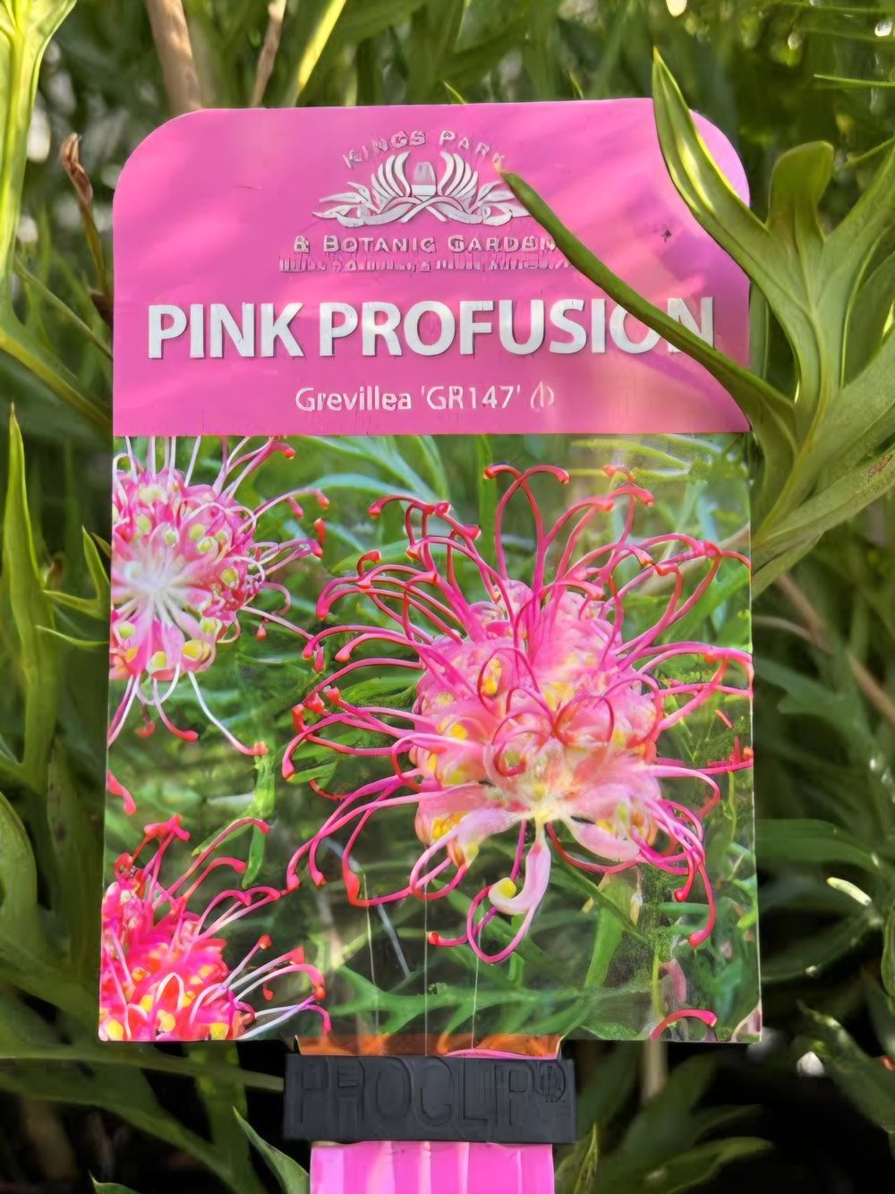Grevillea Pink Profusion (20cm)