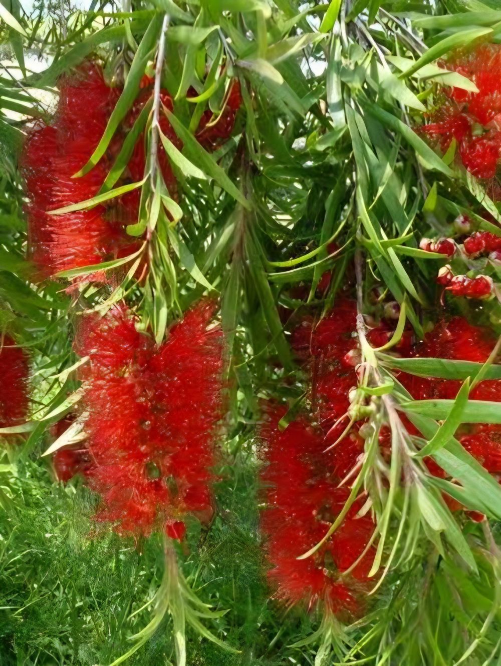 Callistemon Four Seasons 20cm