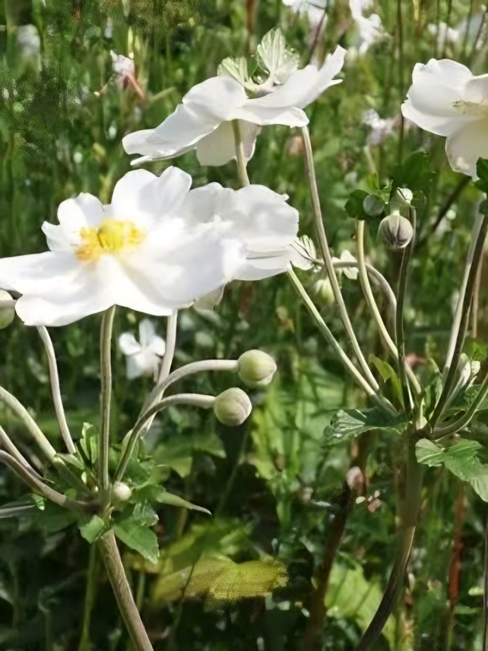 Anemone Pure White (14cm)