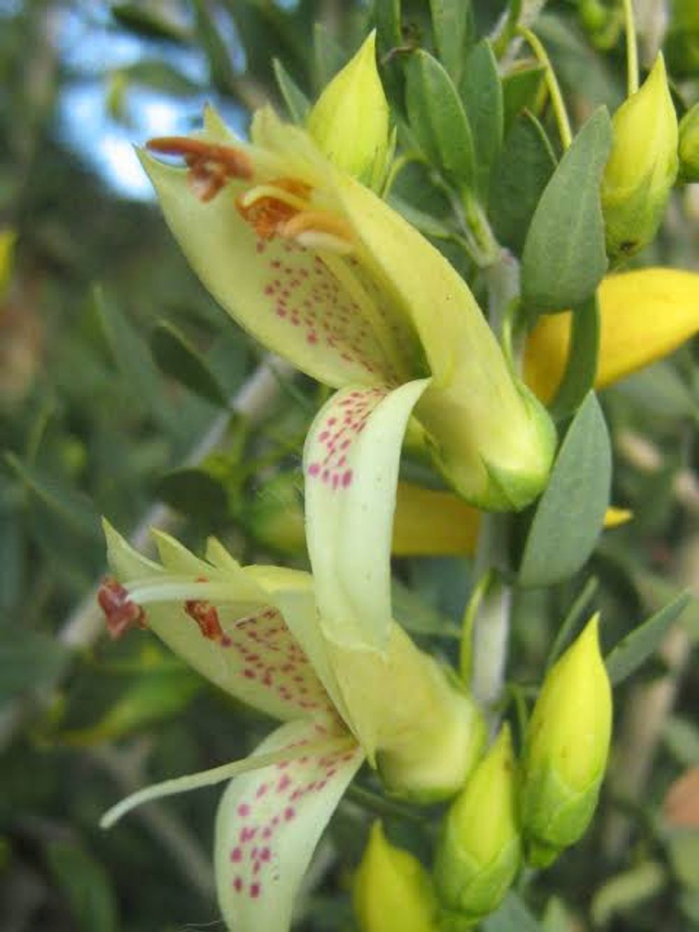 Eremophila Winter Gold (14cm)